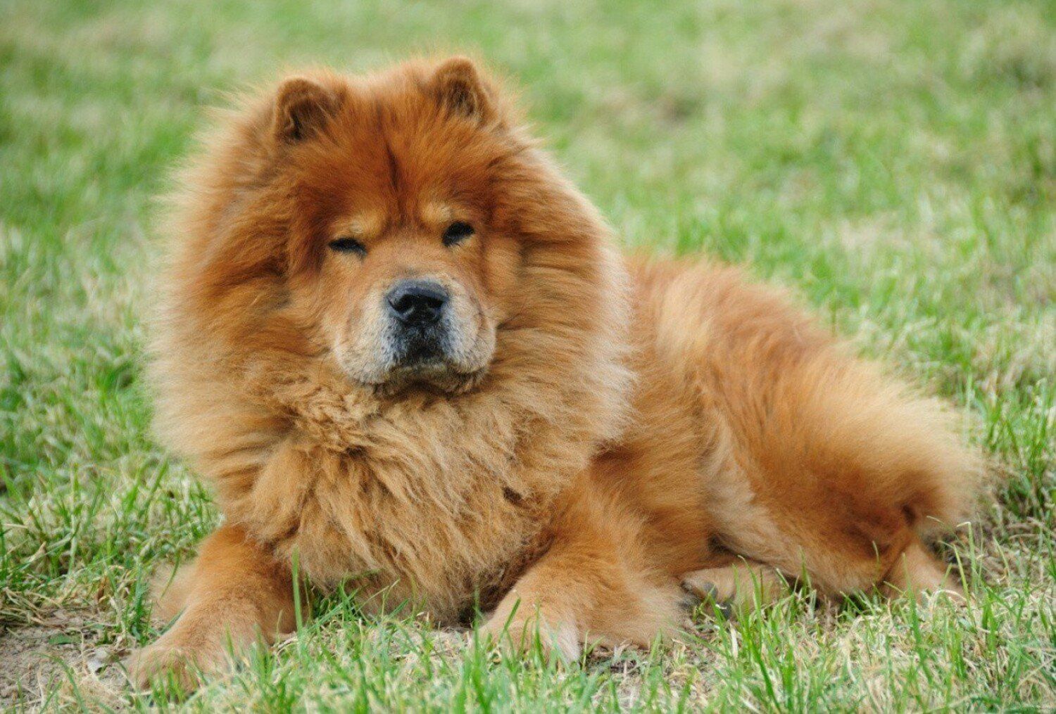 Chow chow