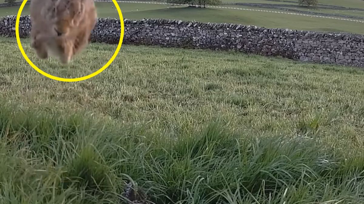 Zając przestraszył się kulika