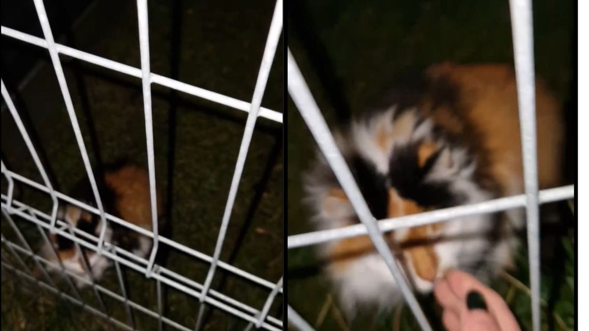 Poznań. Kot mieszkał na uwięzi. Uratowali go pracownicy fundacji