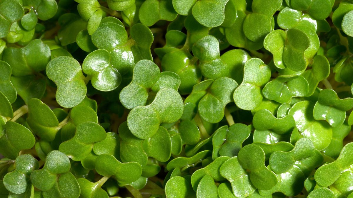 CDC wskazało najzdrowsze warzywo świata. Rzeżucha wodna chroni przed rakiem