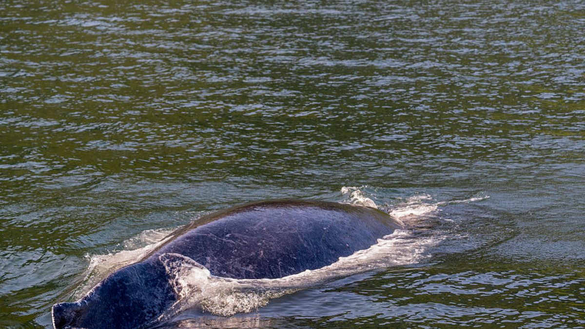 Humbak Timmy umiera w Bałtyku. Zdj. poglądowe