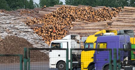 Polskie drewno sprzedaje się na pniu. Pojawiają się zarzuty, że wyjeżdża za granicę. Czy słuszne?