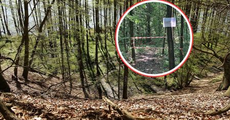 Teren otaśmowany. Na drzewach kartki. Leśnicy nie wytrzymali