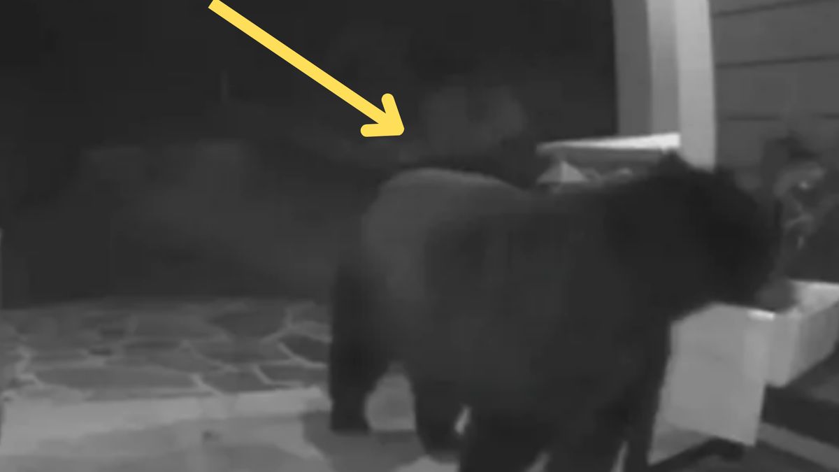 Kamera nagrała niedźwiedzia