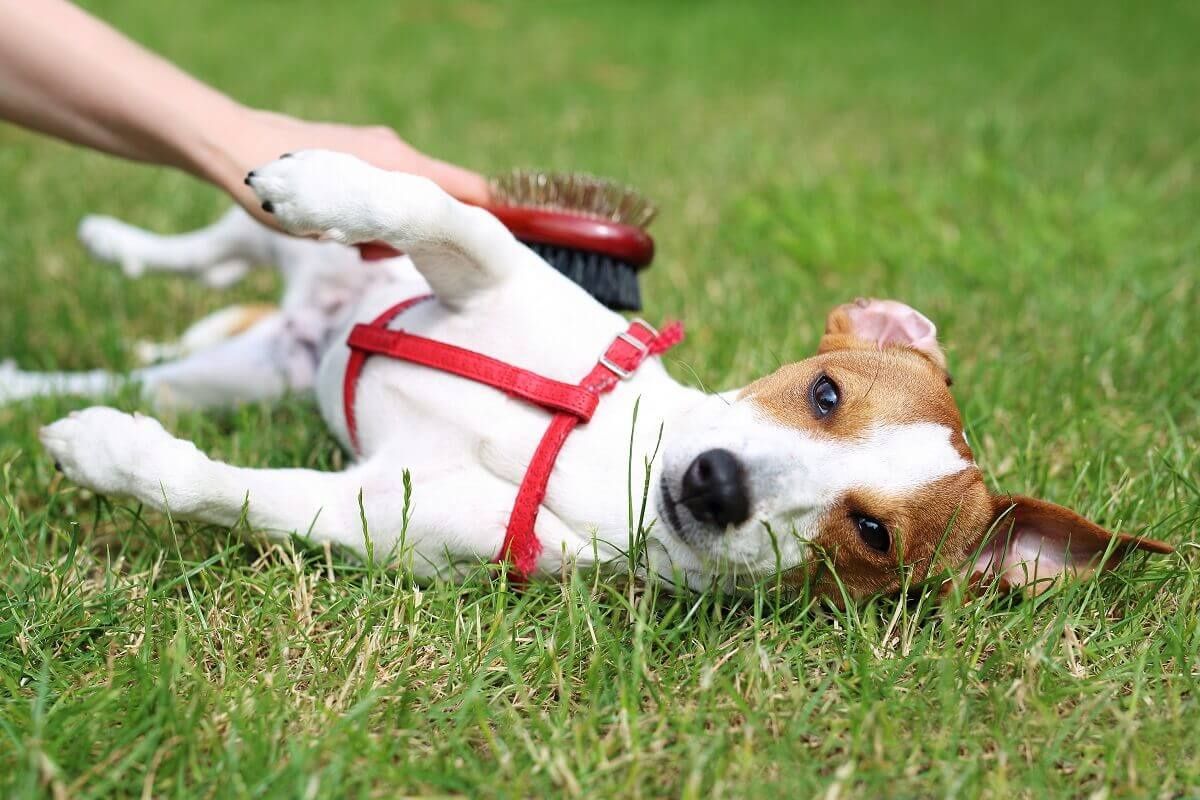 Akcesoria dla psów do zabawy i nauki