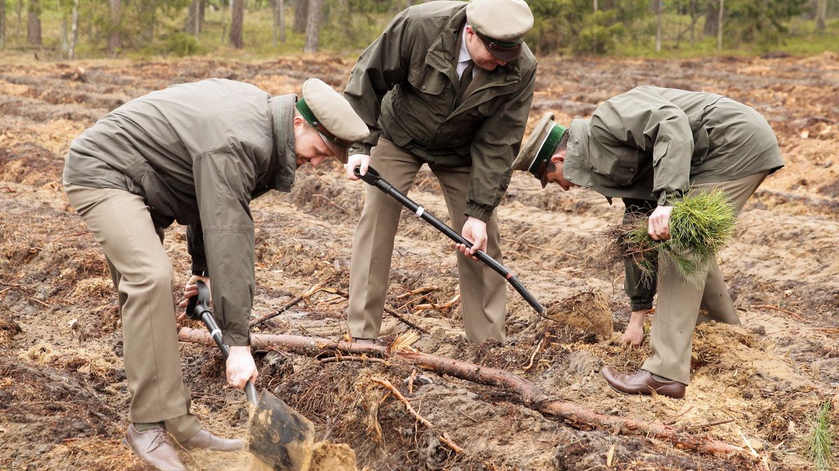 Leśnicy sadzą sosny podczas regionalnych obchodów Święta Lasu (zdjęcie ilustracyjne)