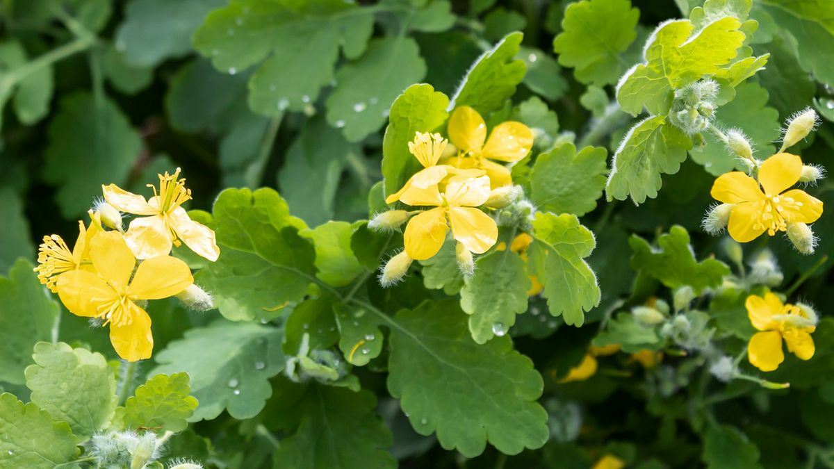 Jaskółcze ziele w nadmiarze może poważnie zaszkodzić