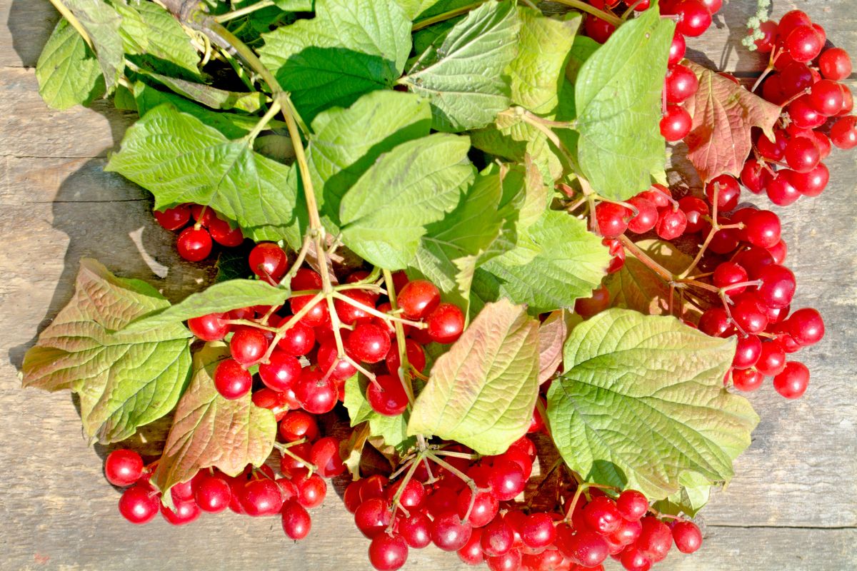 Viburnum opulus