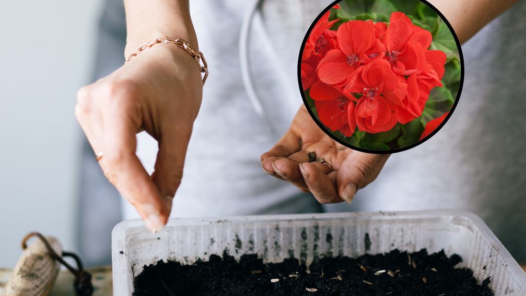 Kiedy wysiewać pelargonie?