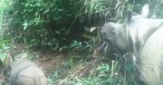 Zdjęcie dnia. Dwa niezwykle rzadkie nosorożce jawajskie zauważone w Indonezji