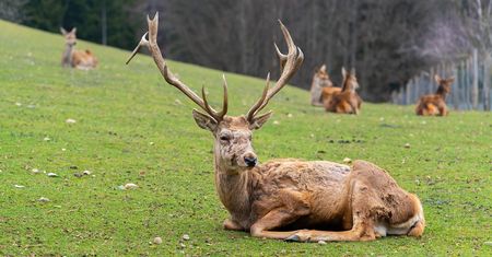 Prokuratura wszczyna śledztwo. Zastrzelono ciężarną łanię