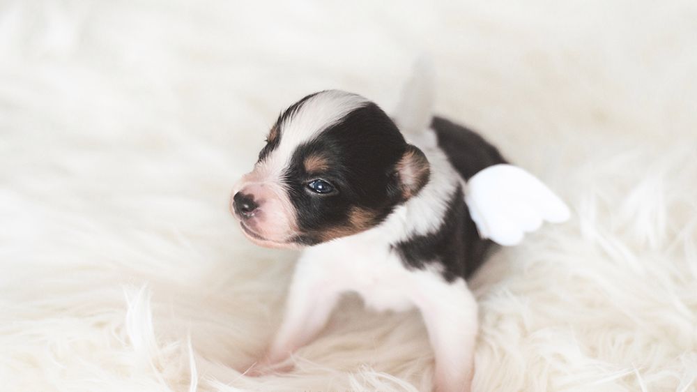 Urocze zdjęcia Natalii Żyłowskiej, które pomogły w leczeniu chorego psa 1