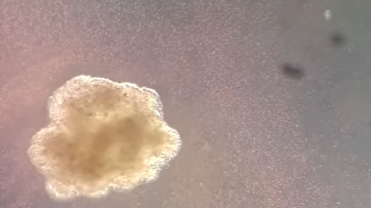 Ksenoboty i trzeci stan. Obiecujące badania naukowców.