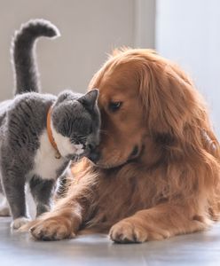 Nowy obowiązek dla właścicieli psów i kotów. Co warto wiedzieć o Krajowym Rejestrze Oznakowanych Zwierząt?