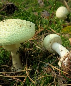 Września. Śmierć po zjedzeniu muchomorów sromotnikowych. Grzybiarz przeprasza