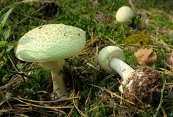 Września. Śmierć po zjedzeniu muchomorów sromotnikowych. Grzybiarz przeprasza