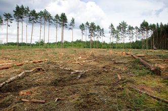 W Polsce trwa wielka wycinka drzew? Lasy Państwowe zaprzeczają… na Twitterze
