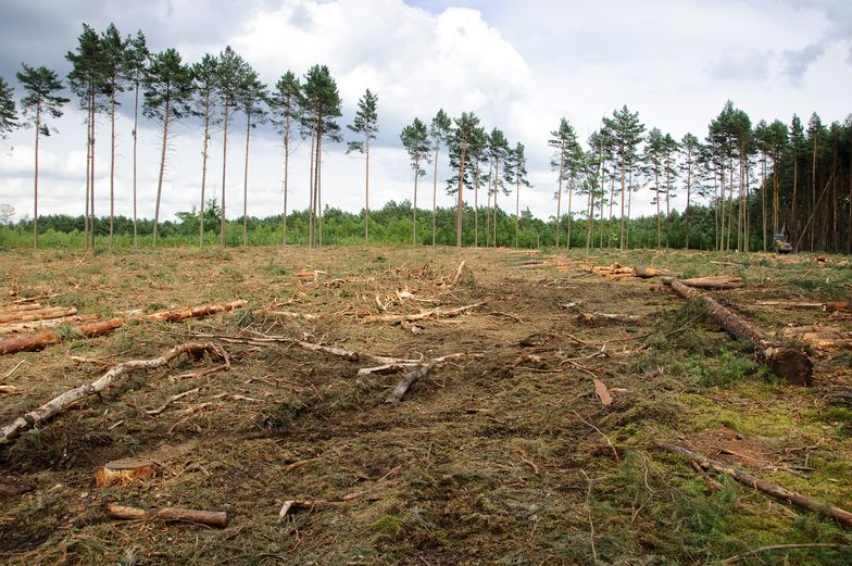 W Polsce trwa wielka wycinka drzew? Lasy Państwowe zaprzeczają… na Twitterze