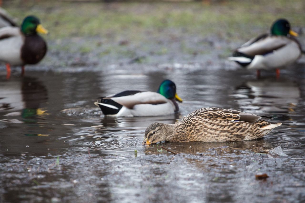 Zimowe dokarmianie miejskich ptaków. Oto garść informacji