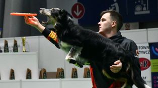 Kielce: Międzynarodowa Wystawa Psów Rasowych. Dzień drugi