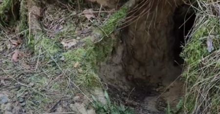 Dziura w lesie. Zajrzeli do środka. Już jasne, kto tam mieszka
