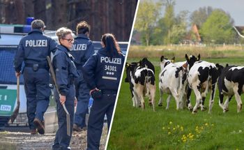 Ponad 200 sztuk bydła zniknęło w Niemczech. Ślad prowadzi do Polski
