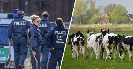 Ponad 200 sztuk bydła zniknęło w Niemczech. Ślad prowadzi do Polski