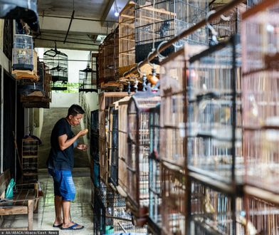 Przemyt 48 lemurów i 1076 żółwi. 6 osób zatrzymanych w Tajlandii