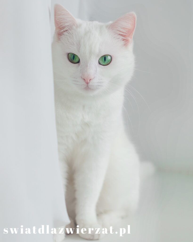 Angora turecka