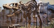 Nowe ustalenia naukowców. Tyranozaur był znacznie cięższy niż dotąd szacowano