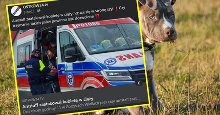 Chwile grozy w Gorzycach Wielkich. Amstaff rzucił się na ciężarną