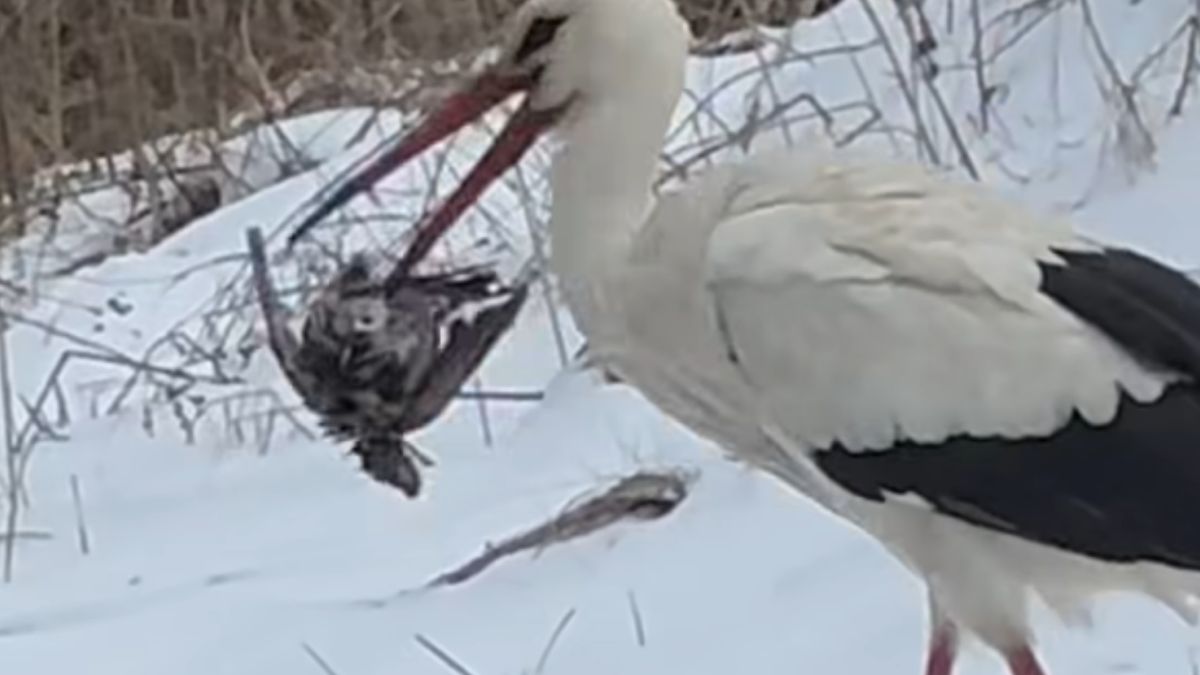 Bocian upolował drozda  