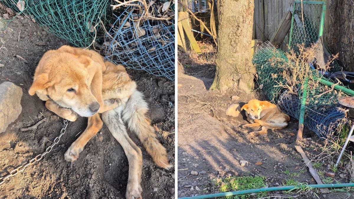 Trwa walka o życie suczki