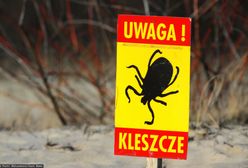 Jak uniknąć boreliozy? Dr Grzesiowski o groźnych kleszczach