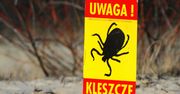 Jak uniknąć boreliozy? Dr Grzesiowski o groźnych kleszczach
