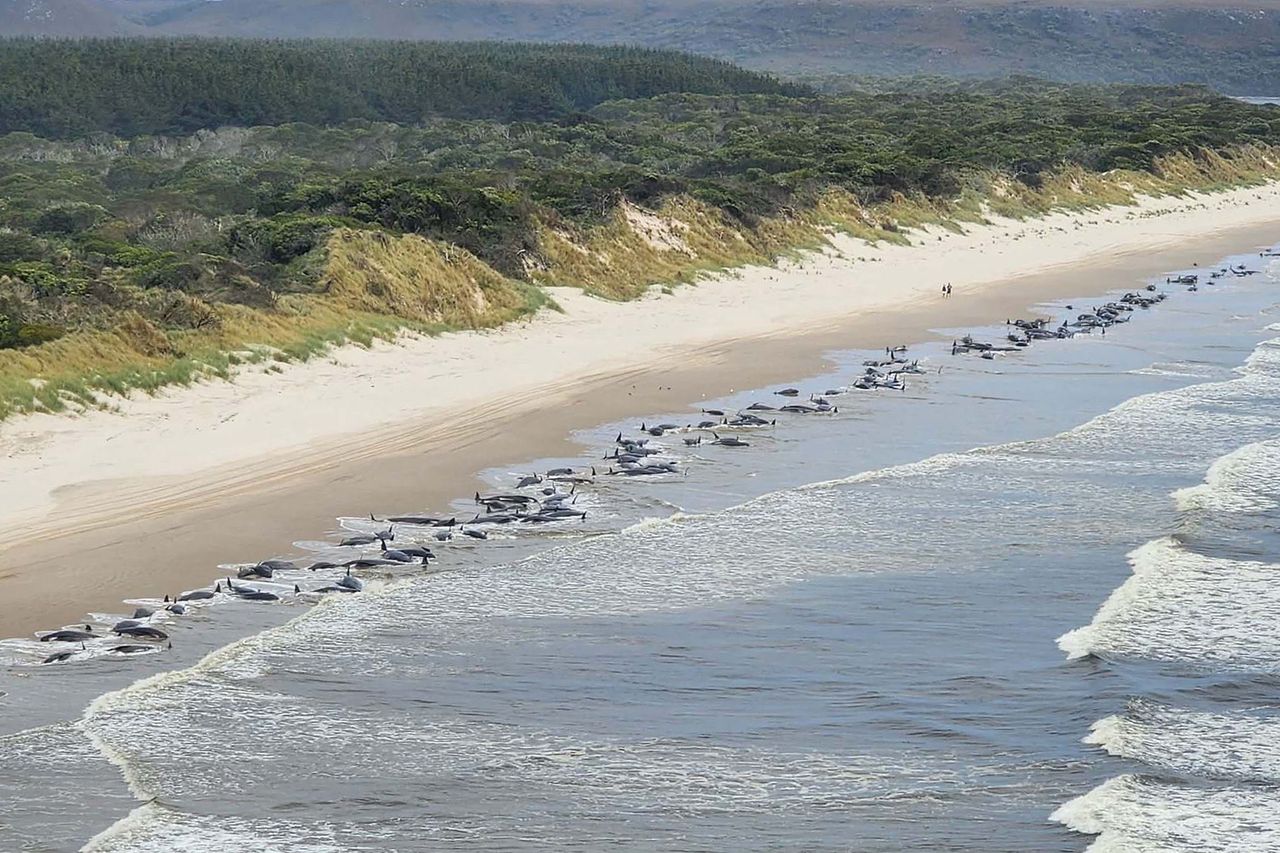 Zatrważające odkrycie w Australii. To już drugi taki incydent w ciągu kilku dni