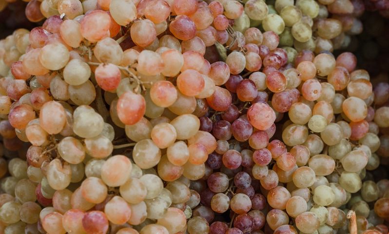 Ekstrakt z pestek winogron to preparat o wielu walorach prozdrowotnych.