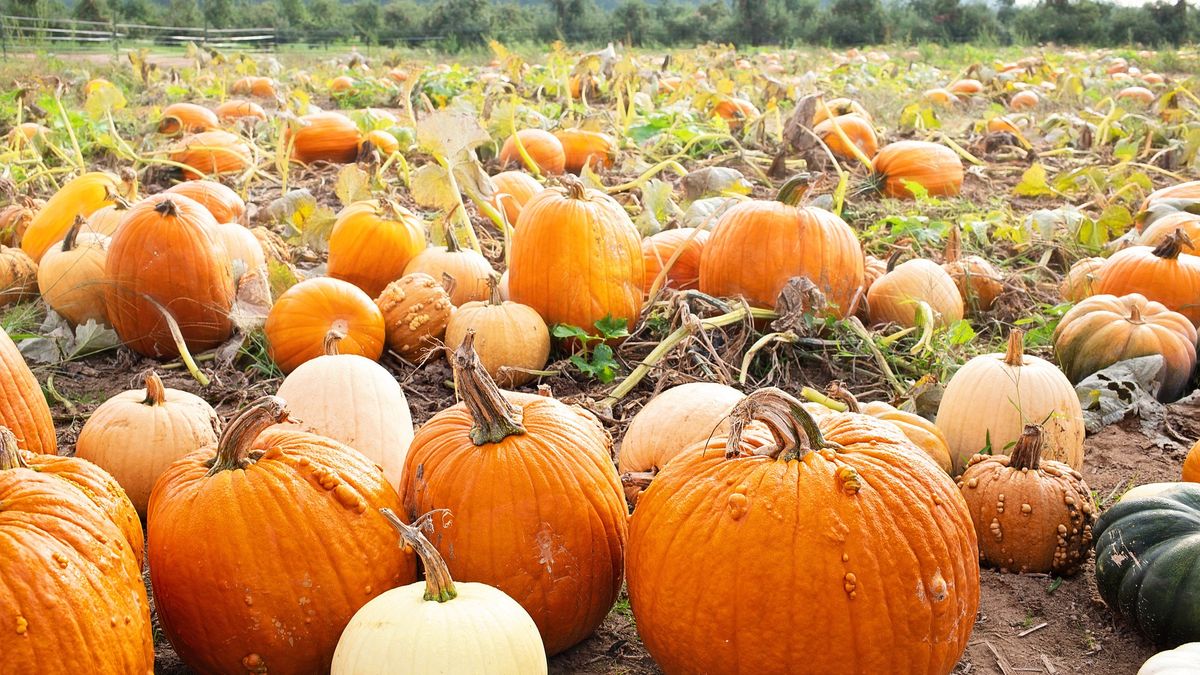 Wybrali najcięższą dynie w Polsce