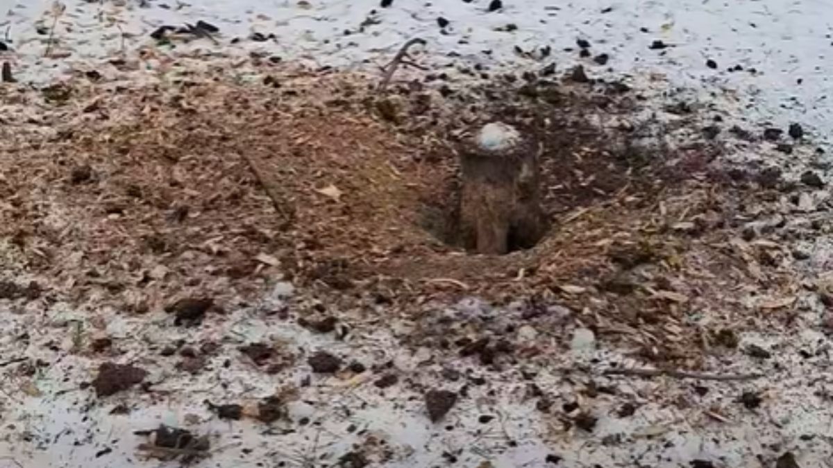 Filmik z lasu wywołał spore zainteresowanie.