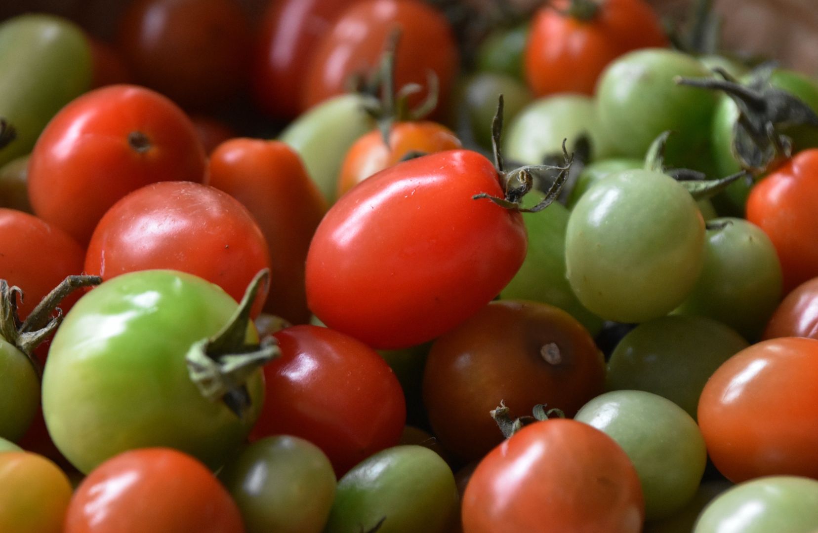 Niedojrzałe pomidory wywołują zatrucia pokarmowe