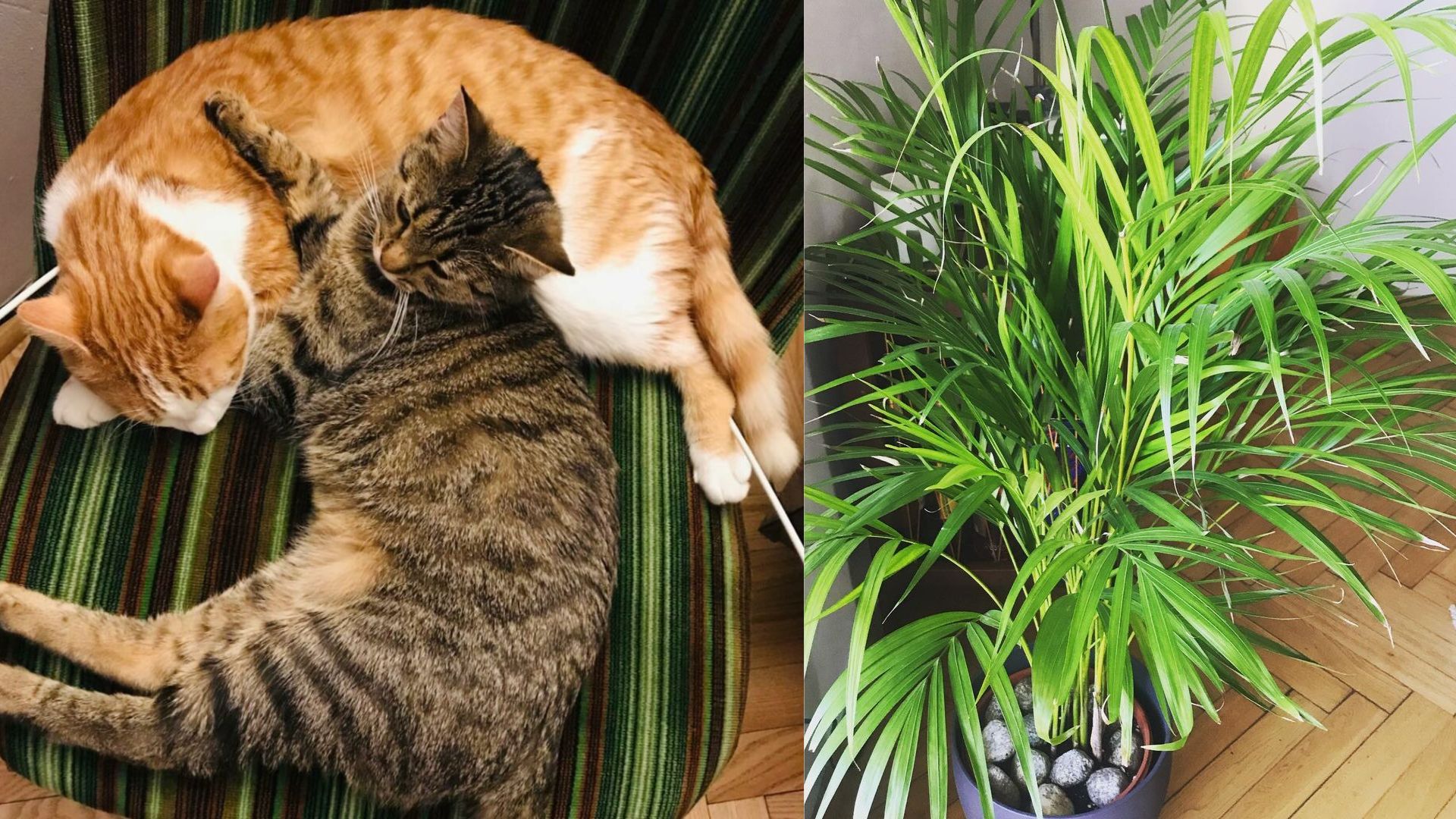 Tak mieszka Magdalena Cielecka