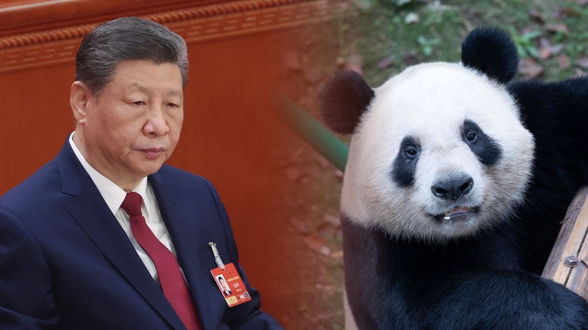 Xi Jinping i "dyplomacja pand"