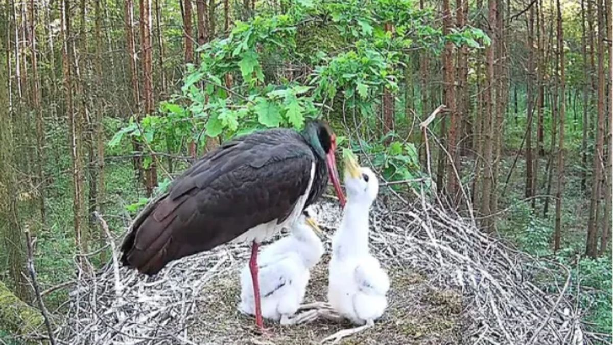 Gniazdo bociana czarnego w woj. łódzkim. Po kolejnym ataku drapieżnika został już tylko jeden pisklak.
