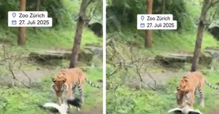 Incydent w zoo w Szwajcarii. Tygrys zjadł go na oczach dzieci