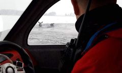 Nietypowa akcja ratunkowa. Pod łosiami załamał się lód