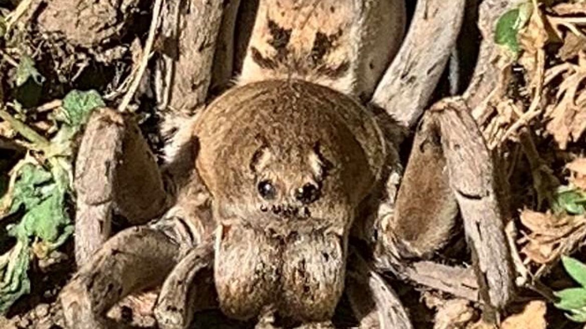 Mężczyzna znalazł ogromnego pająka, który czaił się między patykami i trawą na jego podwórku.