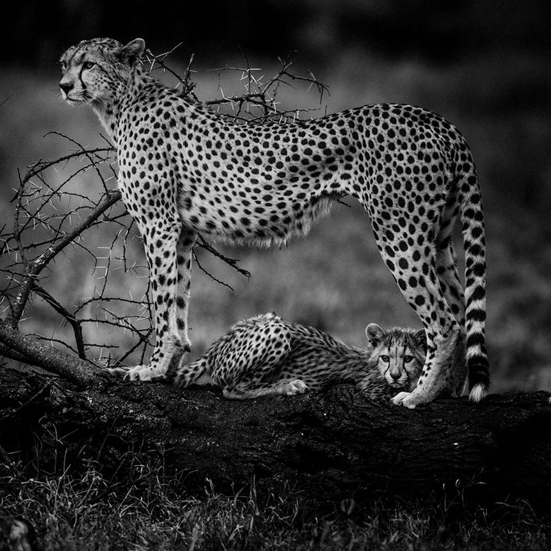 Laurent Baheux ujął charakter Afryki w czarno-białych portretach zwierząt 9