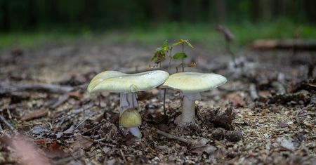 To ten grzyb powoduje niemal wszystkie śmiertelne lub ciężkie zatrucia w Polsce