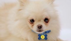 Lidl jako szczekający piesek w nowym spocie Biedronki