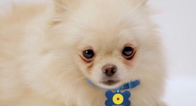 Lidl jako szczekający piesek w nowym spocie Biedronki